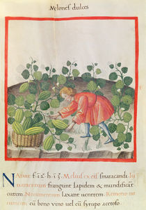 Ms 3054 f.18 Gathering watermelons by Italian School
