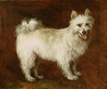 Spitz Dog, c.1760-70 von Thomas Gainsborough