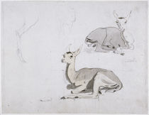 Studies of young Pallah Deer Resting by Samuel Daniell