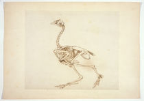 Dorking Hen Skeleton, Lateral View by George Stubbs