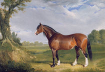 A Clydesdale Stallion, 1820 by John Frederick Herring Snr