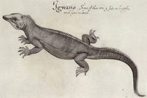Iguana von John White
