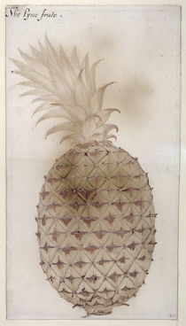 Pineapple, by John White