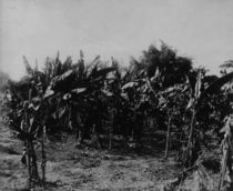 Banana Cultivation, Trinidad von English Photographer