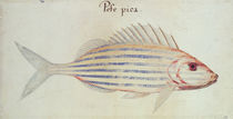 Blue striped grunt fish by John White