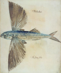 Flying-Fish von John White