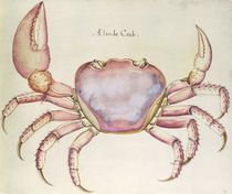 Land Crab von John White