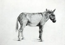 Donkey 1766 by George Stubbs