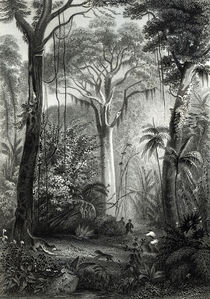 Scene in a Brazilian Forest engraved by J.Bishop von Henry George Hine