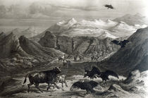 Calf being attacked by the Condors von Claudio Gay