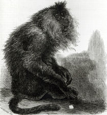The Indian Waderoo Monkey engraved by Pearson by English School