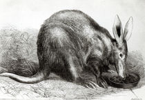 The Cape Ant-Eater at the Zoological Society's Gardens by English School