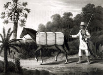 A Cotton Carrier, from 'Travels in Brazil' by English School