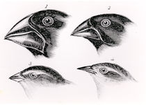 Darwin's bird observations by English School