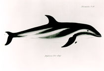 Dolphin, illustration from 'The Zoology of the Voyage of H.M.S Beagle by English School