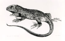 Reptile, illustration from 'The Zoology of the Voyage of H.M.S Beagle by English School