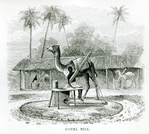 Camel Mill, from 'Travels in Africa' by J.F Elton by English School