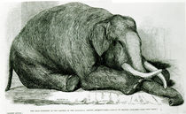 The Dead Elephant at the Gardens of the Zoological Society by George Landseer