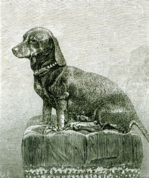 The Dog Jacob, from 'The Illustrated London News' von English School