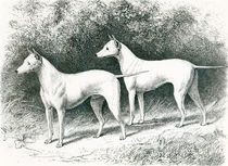 Mr. Vero Shaw's White English Terriers 'Sylvio' and 'Sylph' by English School