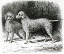 Bedlington Terriers- Mr. F. Armstrong's 'Rosebud' and Mr. A. Armstrong's 'Nailor' by English School