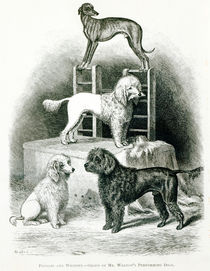 Poodles and Whippet - Group of Mr. Walton's Performing Dogs von English School