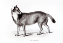 Canis Antarcticus von English School