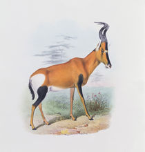 Antelope, from 'The Book of Antelopes' by Joseph & Smit, J. Wolf