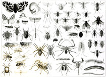 Entomology, Myriapoda and Arachnida by English School