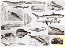 Ichthyology- Elasmobranch, Ganoid and Osseous Fishes by English School