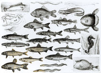 Ichthyology, Osseous Fishes by English School