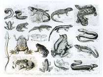 Batrachians and other Amphibia by English School