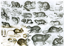 Rodentia-Rodents or Gnawing Animals by English School