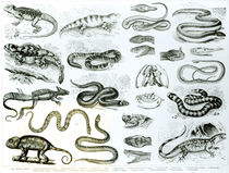 Reptiles, Serpents and Lizards von English School