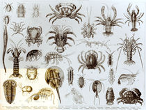Crustacea and Arachnida von English School