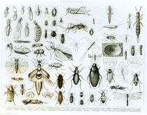 Entomology Insects by English School