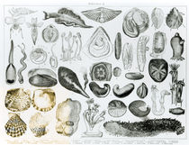 Molluscs by English School