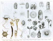 Protozoa and Coelenterata by English School
