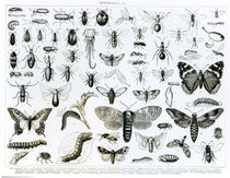 Entomology by English School