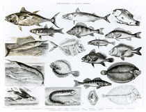 Ichthyology Osseous Fishes by English School
