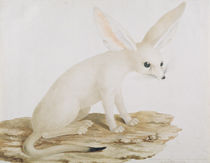 Fennec No. 3 Original of illustration in " Travels through Abyssinia" by James Bruce