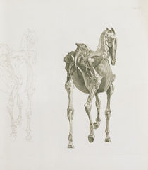 Tab. XV, from 'The Anatomy of the Horse...' von George Stubbs