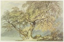 A Great Tree, c.1796 by Joseph Mallord William Turner