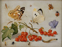 A still life with sprig of Redcurrants by Jan van, the Elder Kessel