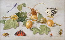 Still life of branch of gooseberries by Jan van, the Elder Kessel