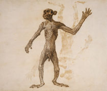 Monkey Standing, Anterior View by George Stubbs