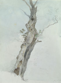 Tree Study, c.1800-05 von Robert Hills