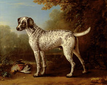Grey spotted hound, 1738 von John Wootton