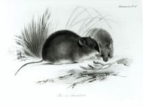 Mouse, Tierra del Fuego, South America c.1832-36 von English School