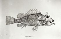 Scorpion Fish, plate 8 from 'The Zoology of the Voyage of H.M.S Beagle von English School